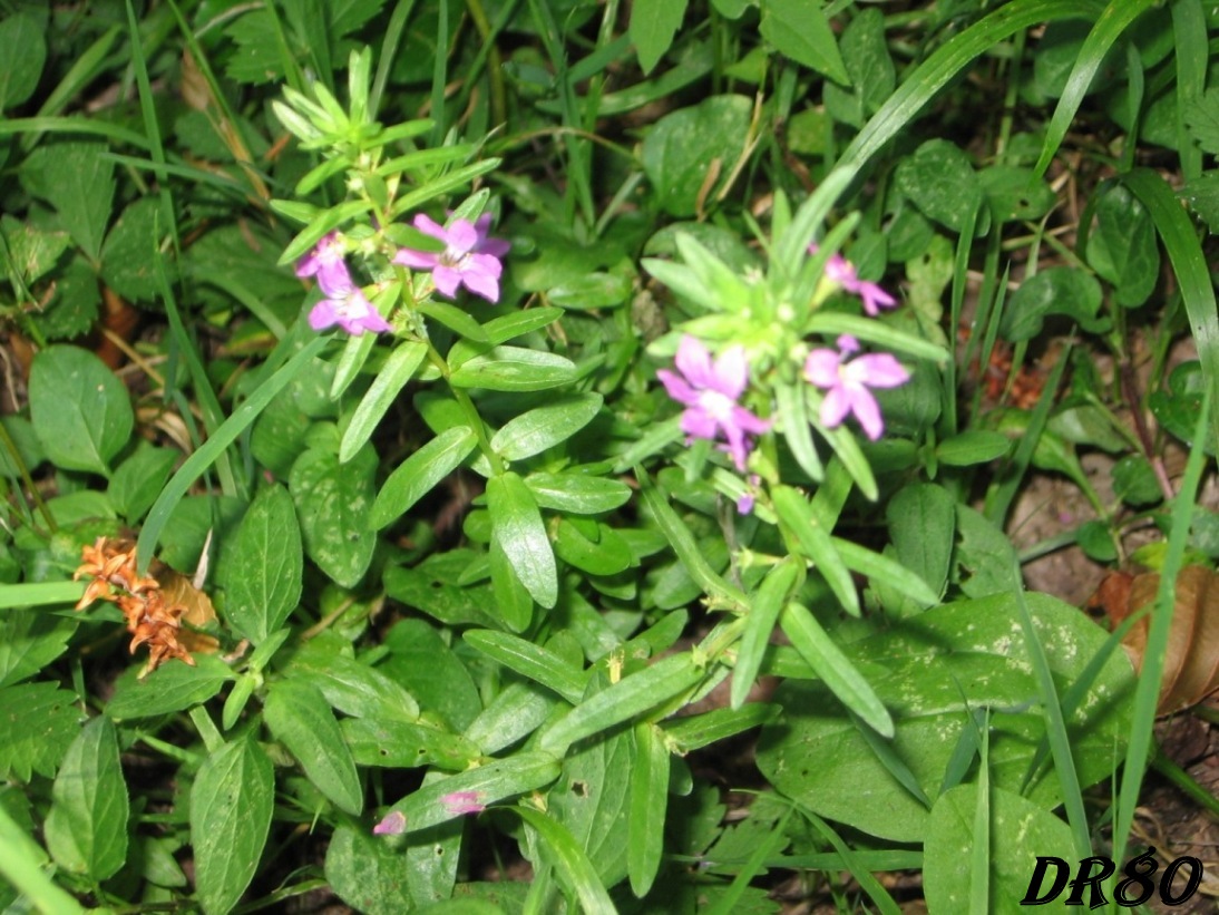 Lythrum cfr. juncaeum